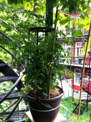 Tomates Anna.3