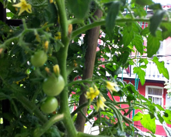 Les plus belles tomates du&nbsp;monde
